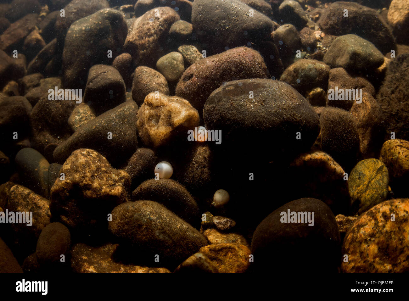 Œufs de saumon sauvage fertilisés dans le gravier d'une rivière à saumon en Colombie-Britannique Banque D'Images