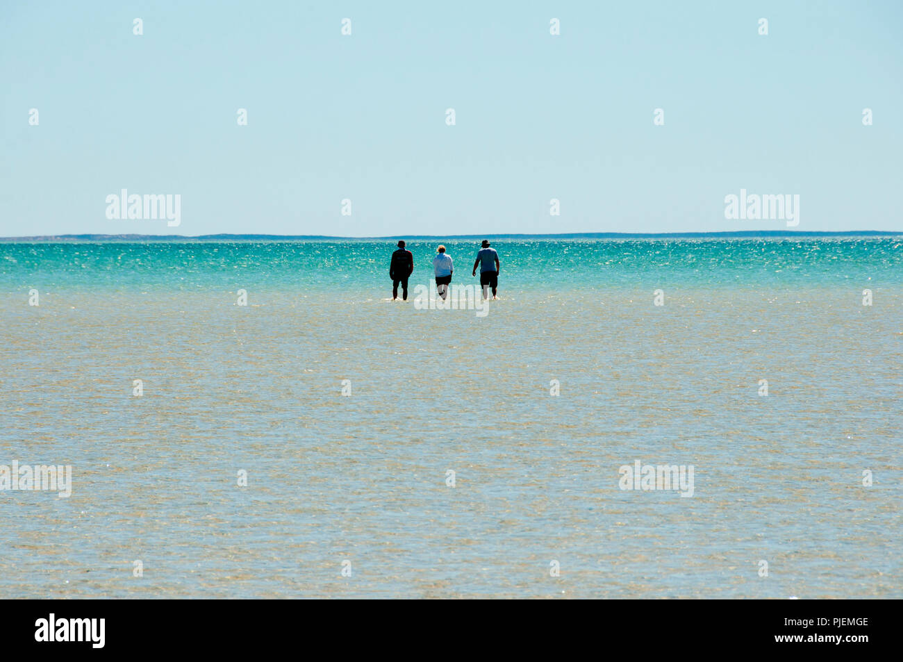 Shell Beach - Shark Bay - Western Australia Banque D'Images