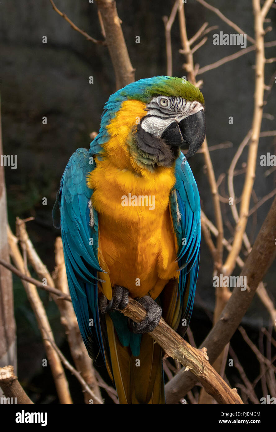 Blue and Gold macaw Banque D'Images