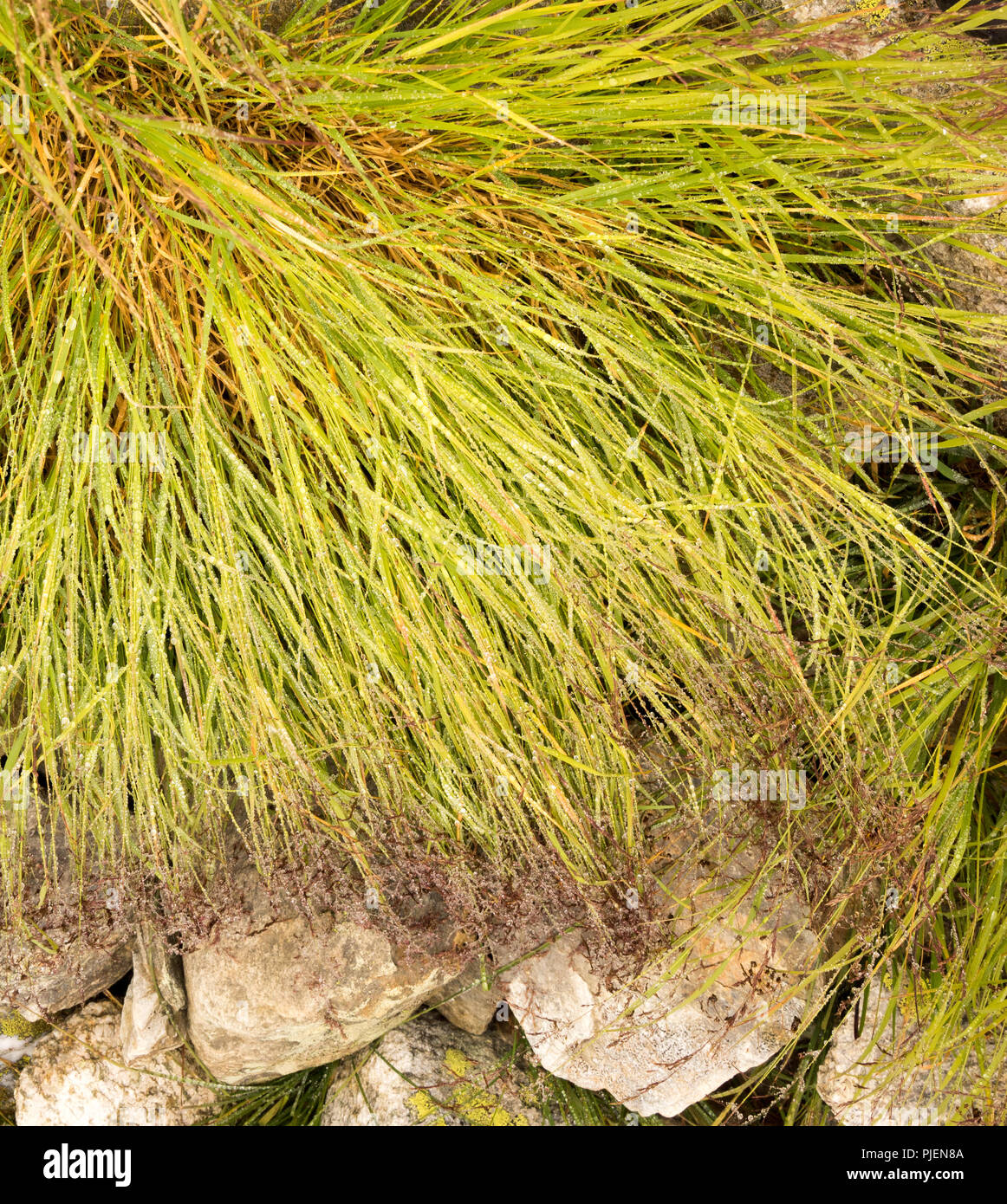 Détail de l'herbe verte avec des feuilles humides Banque D'Images