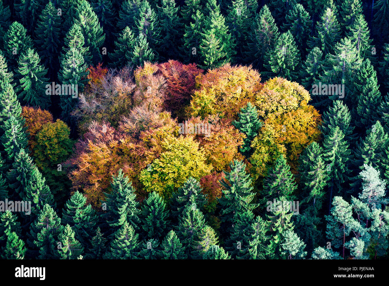 Photo aérienne d'une forêt mixte à l'automne. Banque D'Images