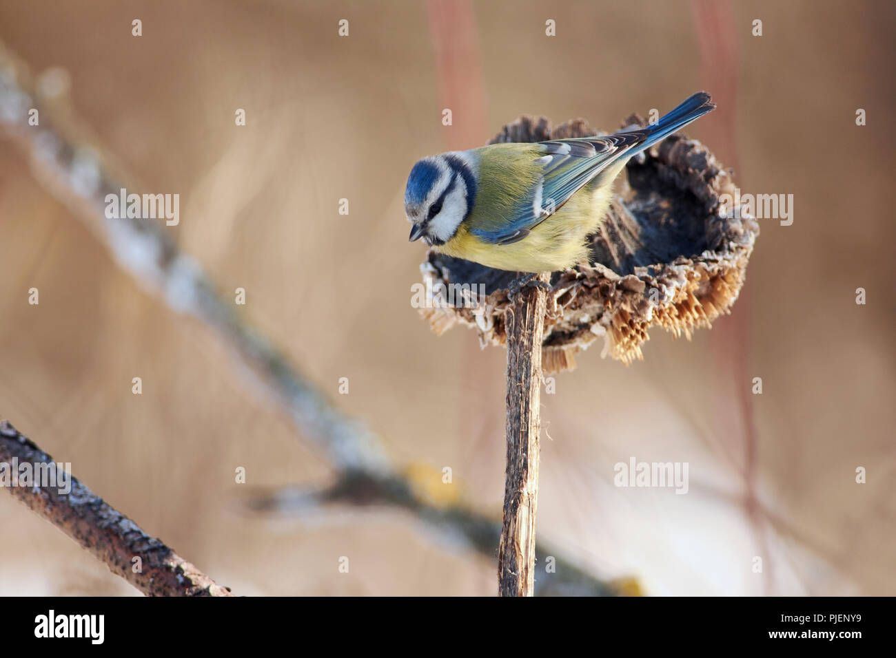 Mésange bleue (Cyanistes caeruleus) est assis sur un panier de tournesol. Banque D'Images