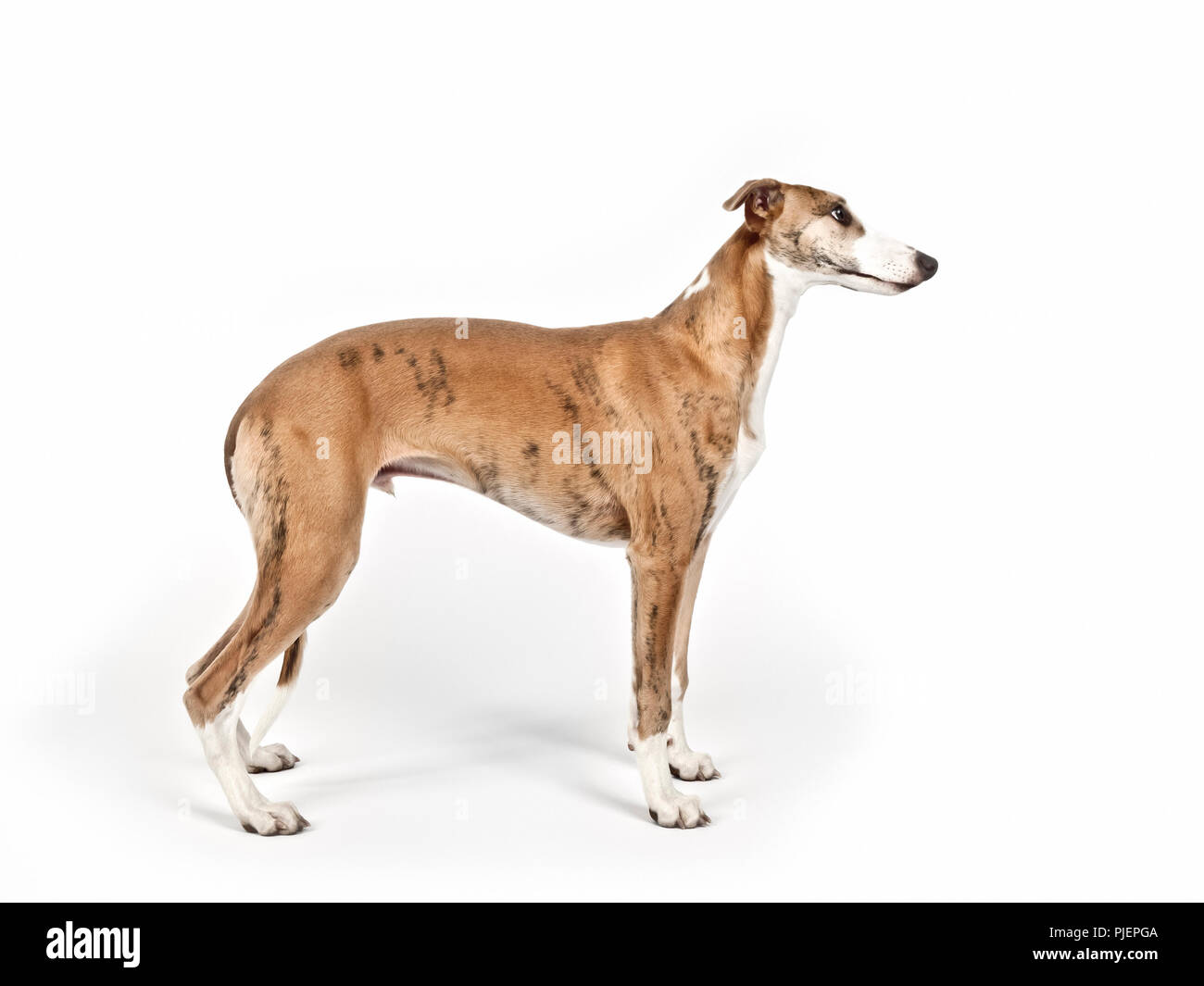 Une image d'un beau chien whippet sur fond blanc Banque D'Images