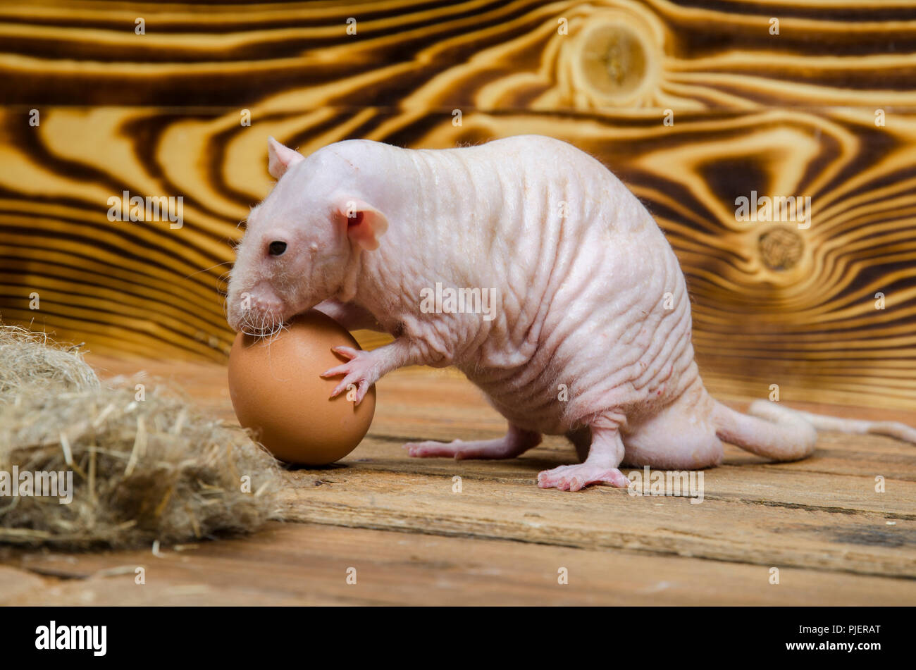 Rat décoratif mange un oeuf de poule sur une table en bois Photo Stock Alamy