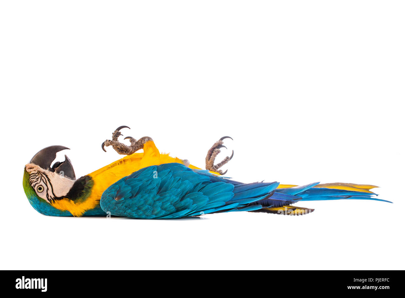 Lying Macaw Parrot isolé sur fond blanc Banque D'Images