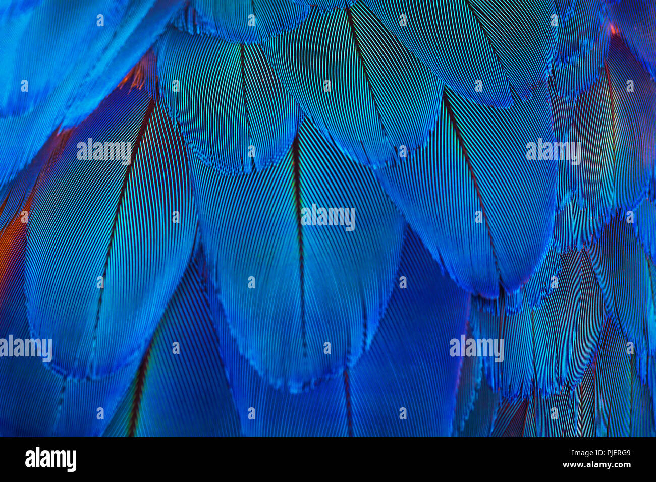 Plumes de perroquet bleu, macro shot Banque D'Images