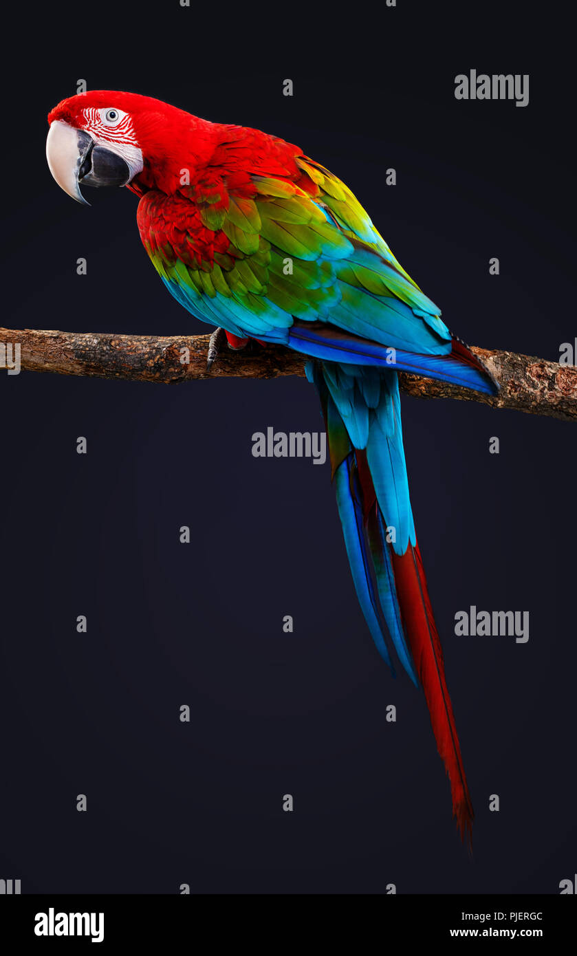 Macaw Parrot isolé sur fond noir Banque D'Images
