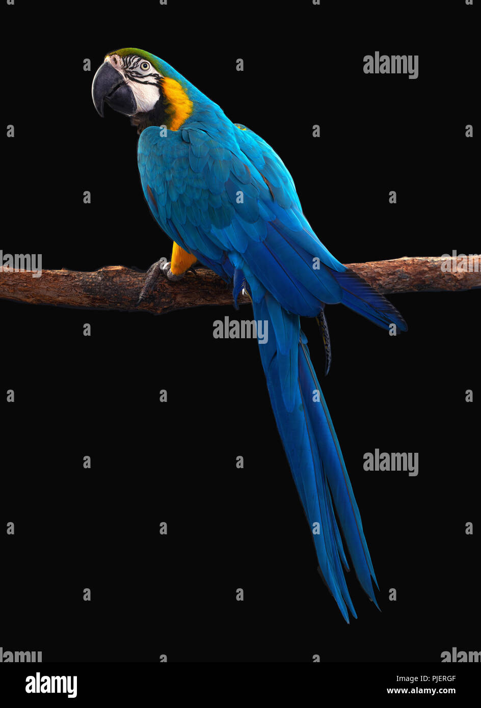 Macaw Parrot isolé sur fond noir Banque D'Images