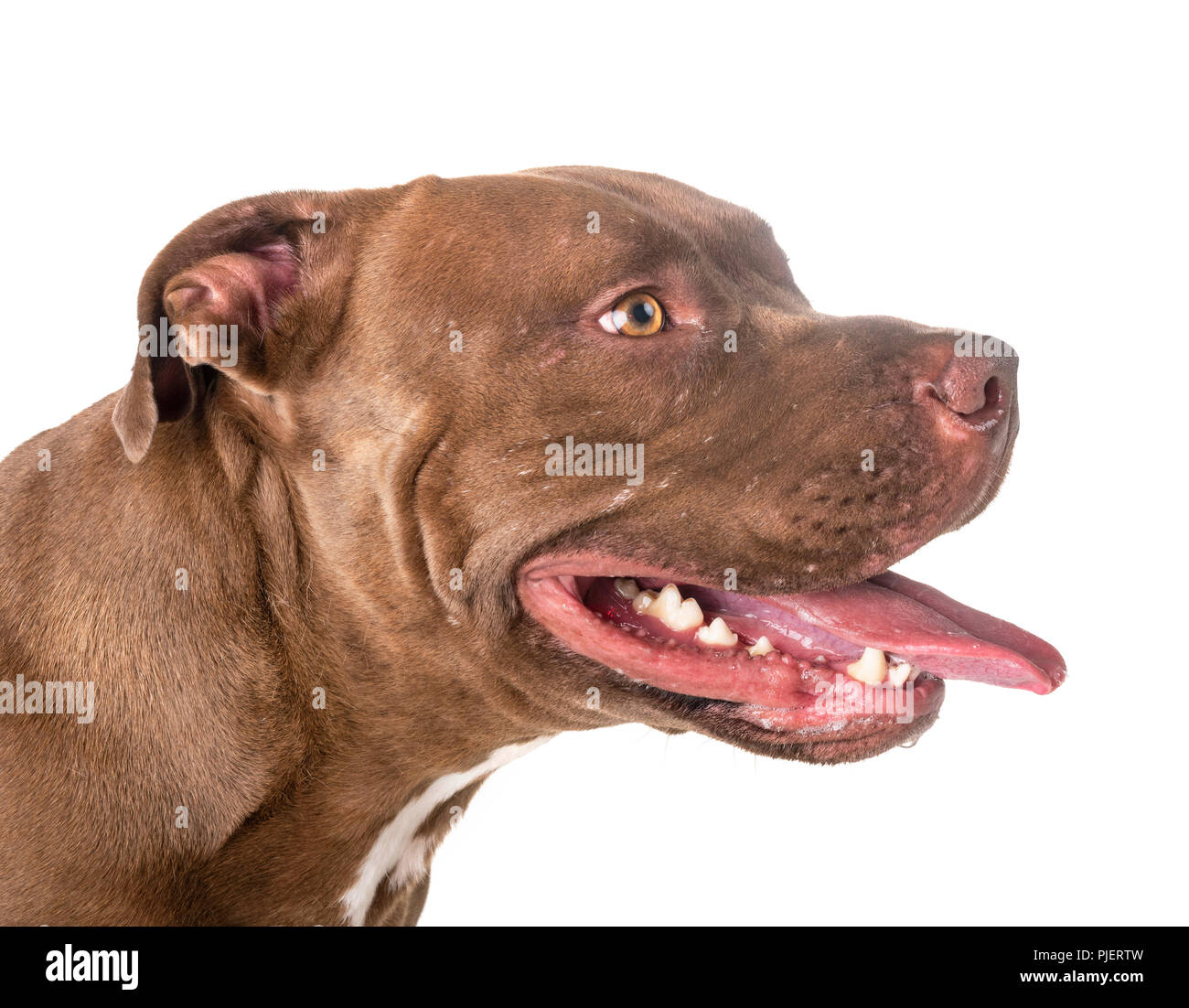 Pitbull red nose in front of white background Banque D'Images