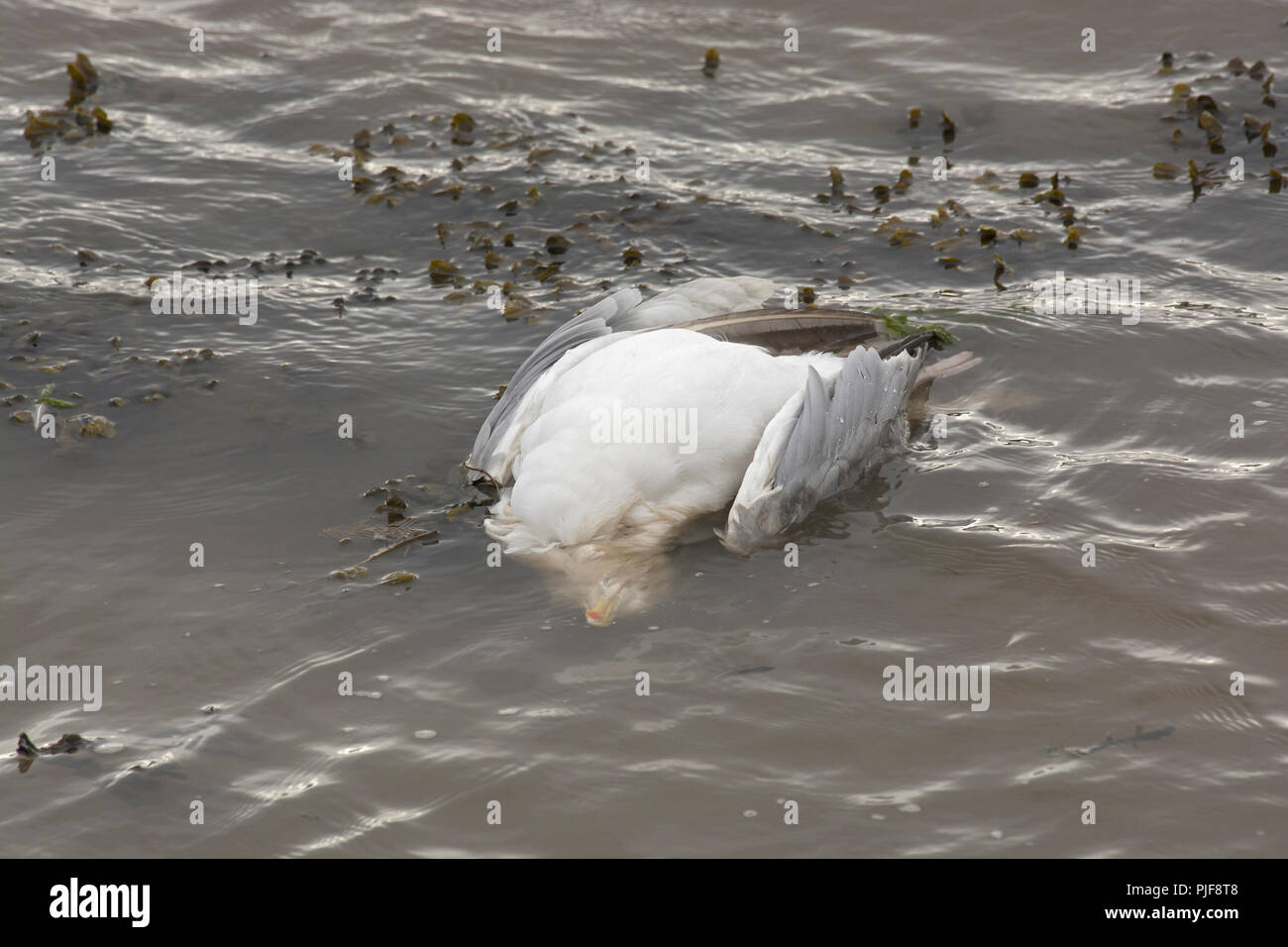 Mouette morte, flottant dans l'eau, sur la plage, dans le Lancashire, Royaume-Uni Banque D'Images