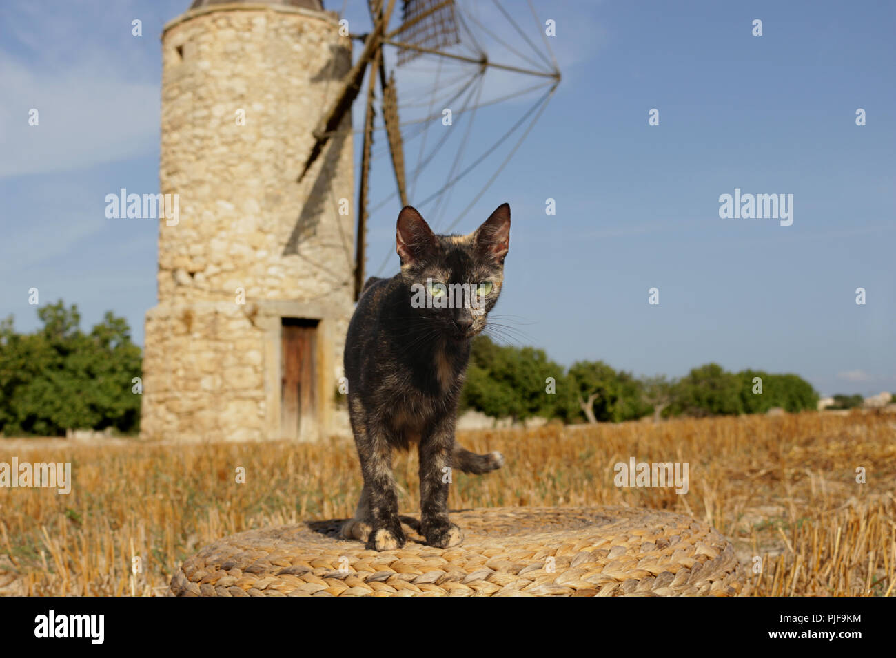 Chat domestique, écaille, debout sur un champ en face d'un moulin Banque D'Images