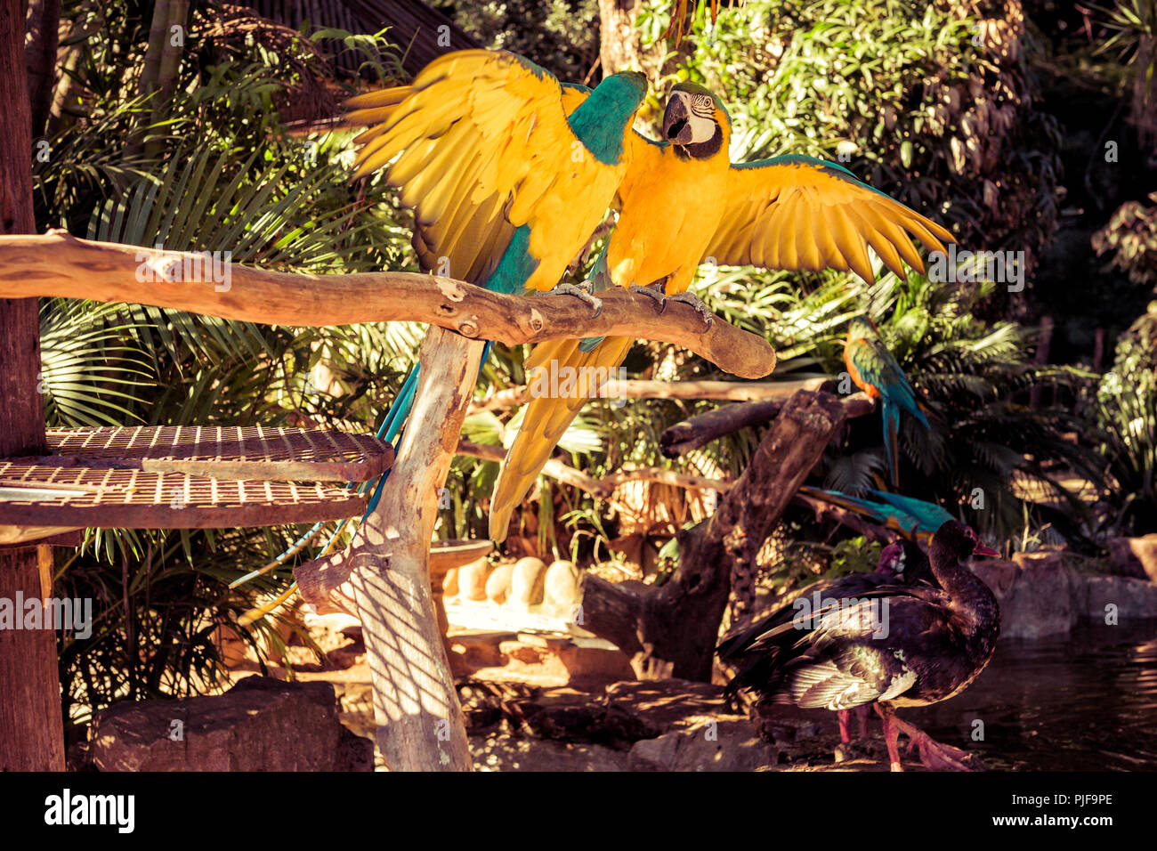 Perroquet de Macaw exhibant la frustration Banque D'Images