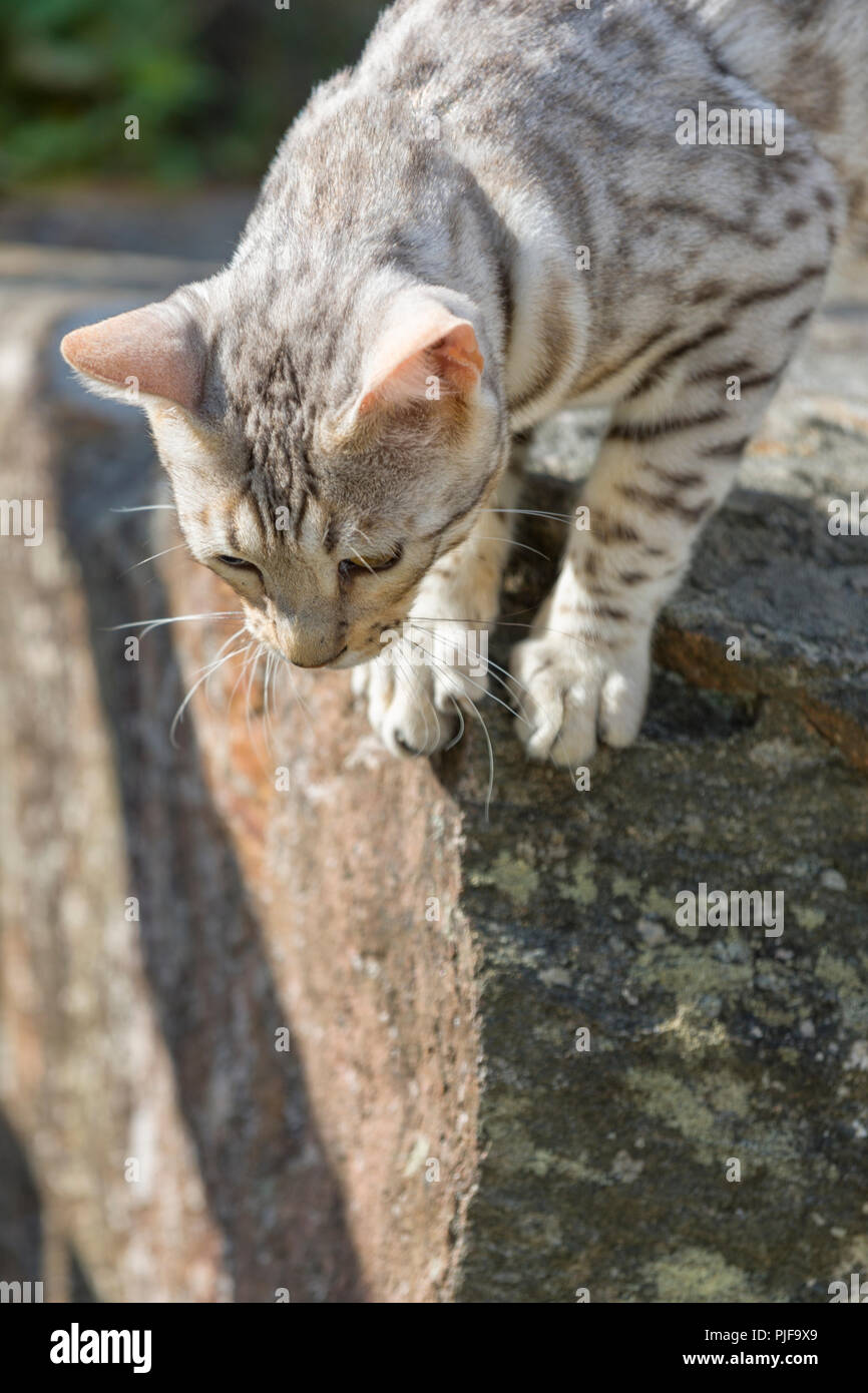 Beau mâle chaton Bengal silver woman outdoors Banque D'Images