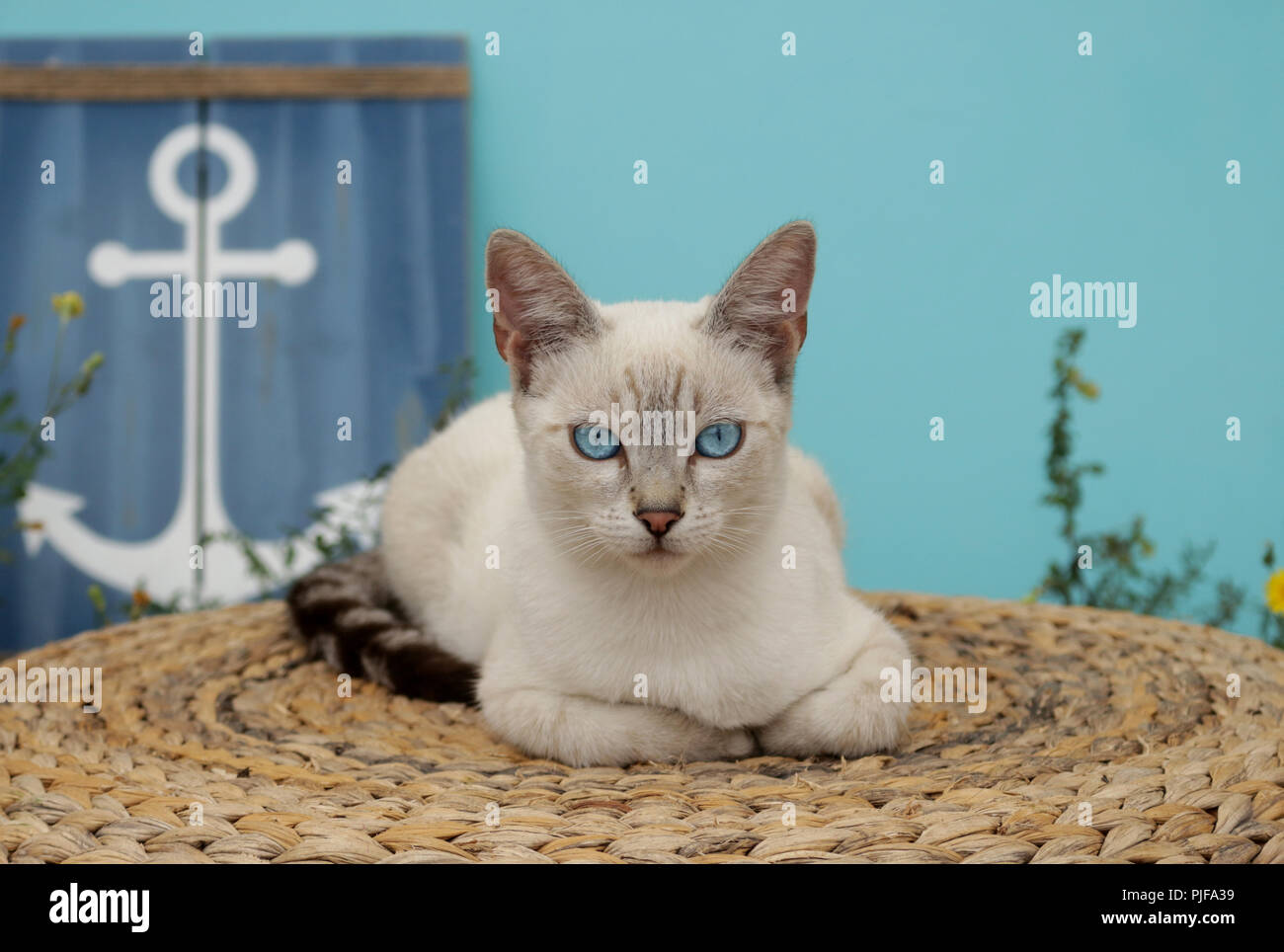 Point Bleu Chat Siamois Banque D Image Et Photos Alamy