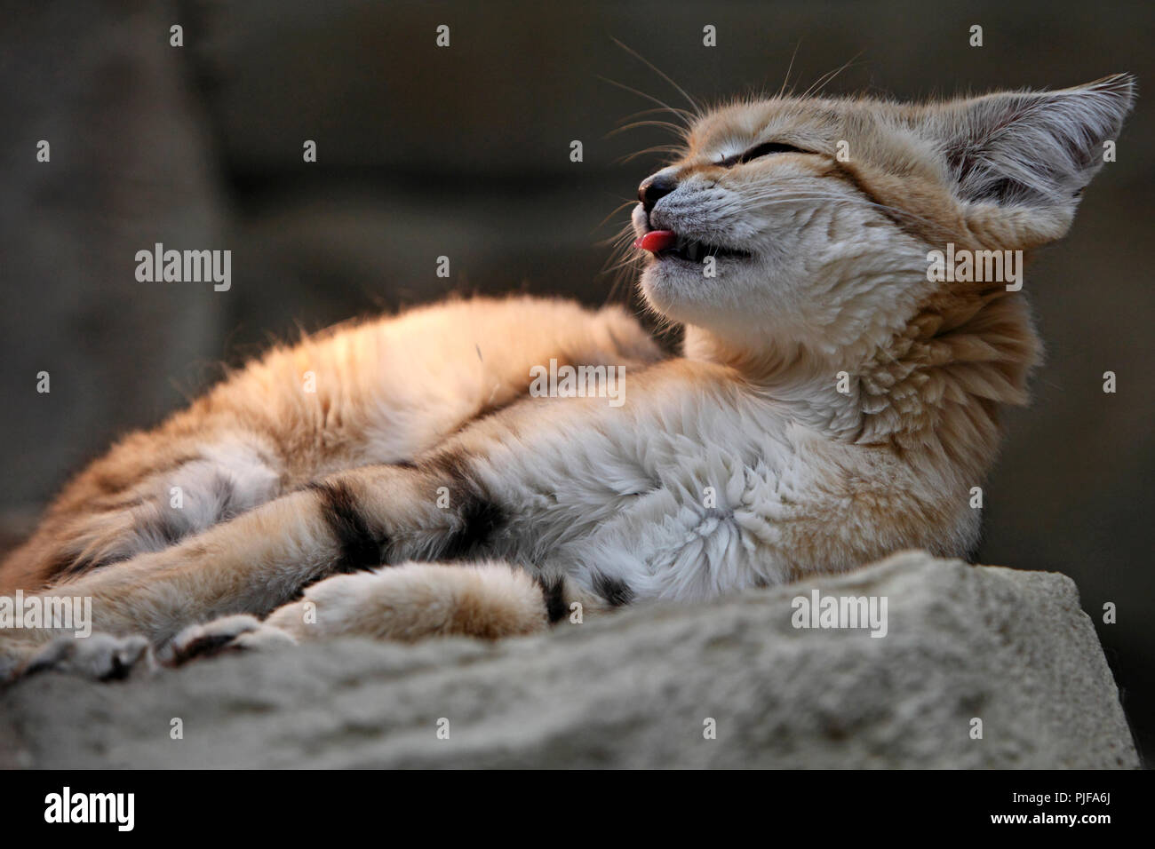 Chat de sable (Felis margarita), également connu sous le nom de la dune de sable cat Banque D'Images