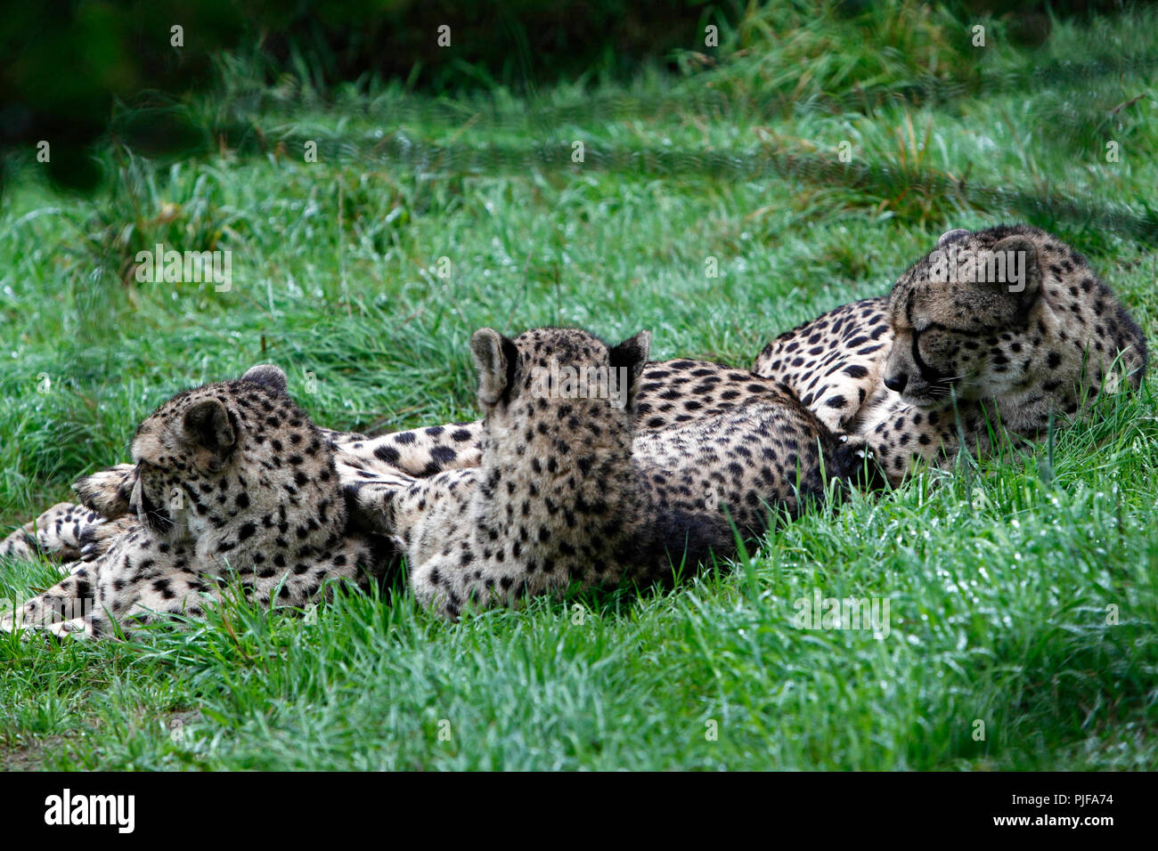 Cheetah coalition, un groupe de guépards mâles se reposer. Banque D'Images