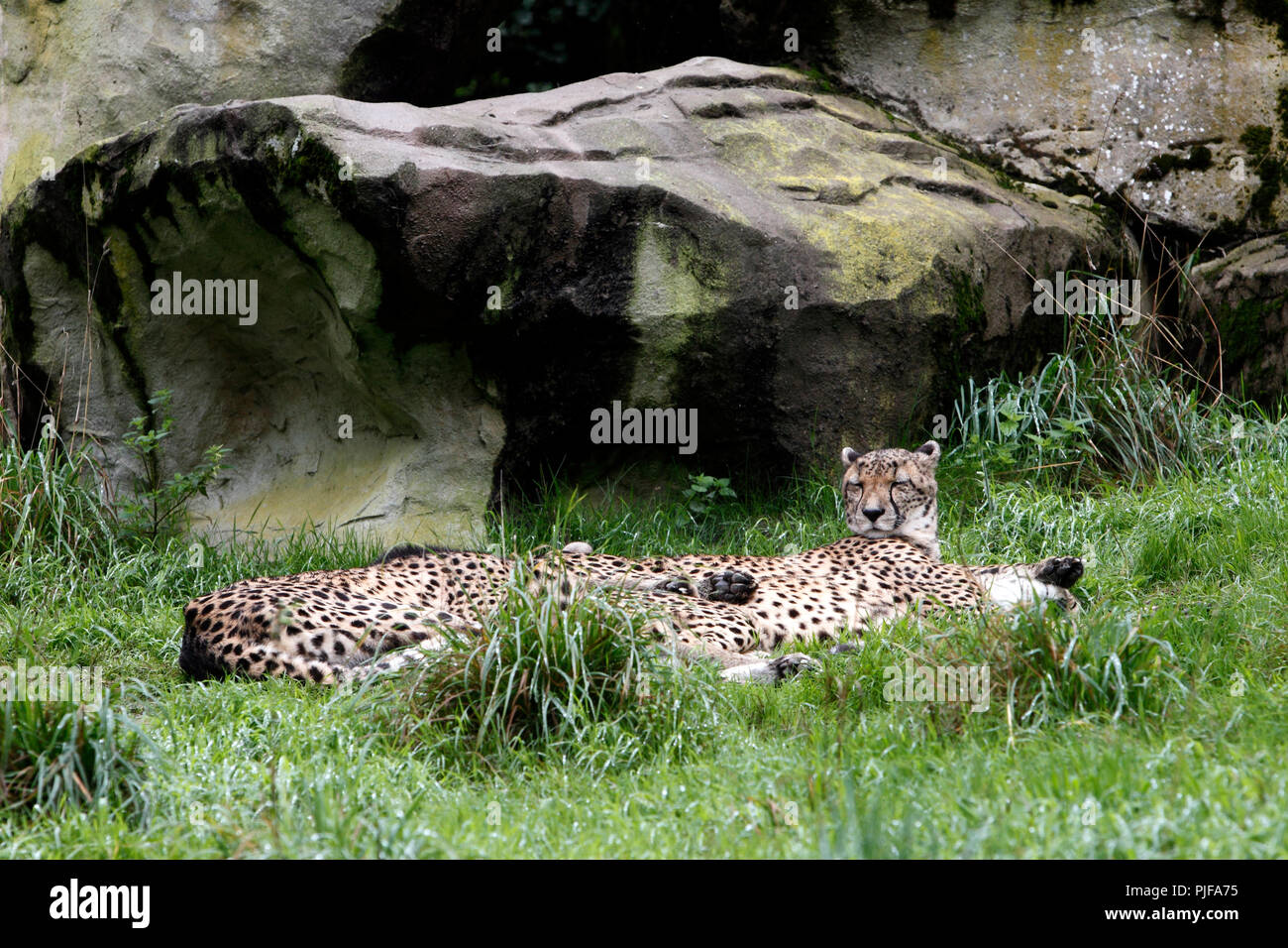 Cheetah coalition, un groupe de guépards mâles se reposer. Banque D'Images