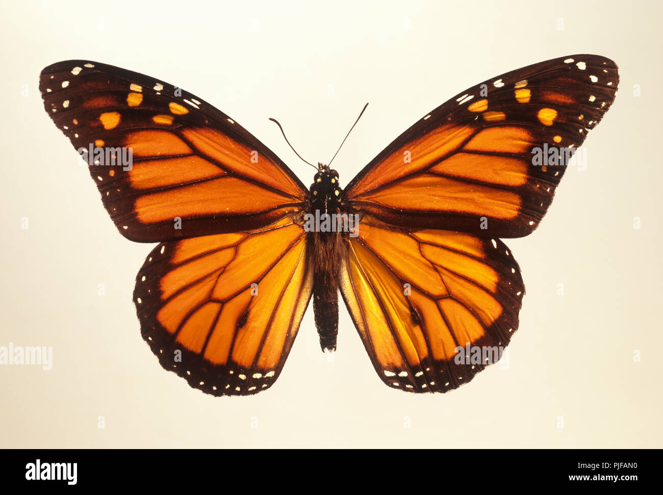Papillon monarque montrant la pleine envergure, cela a été pris à partir d'un spécimen de taxidermie Banque D'Images