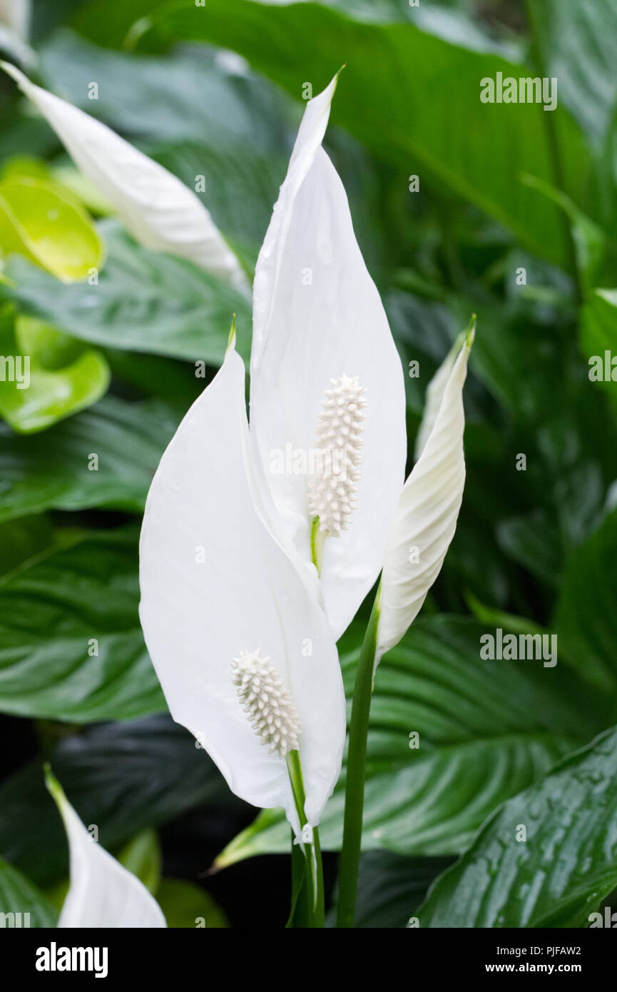 Spathiphyllum 'Vivaldi' spathe blanc. Banque D'Images