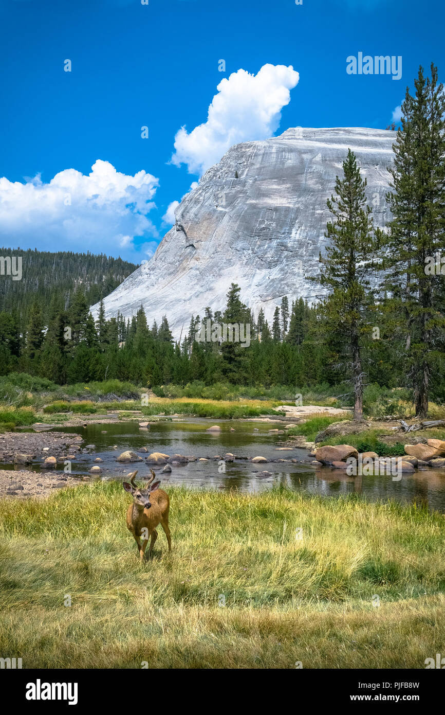 Young Buck deer, dans l'herbe par le pâturage et la rivière Tuolumne Lembert Dome Formation granit - La faune du Parc National de Yosemite Banque D'Images