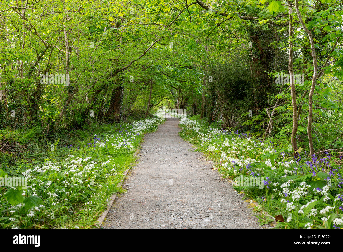 Sentier bordé d'arbres à Wrexham dans le Nord du Pays de Galles au printemps Banque D'Images