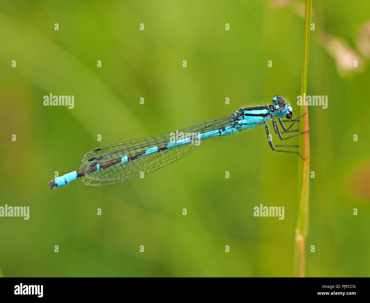 Close-up of male bleue (Enallagma atricollis) sur tige d'herbe en Cumbria, Angleterre, Royaume-Uni Banque D'Images