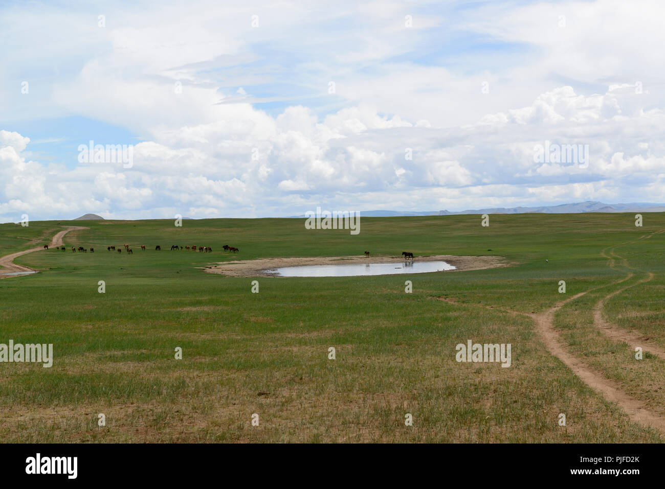 Un troupeau de chevaux en laissant une place potable sur la steppe d'Khovsgpl Province, la Mongolie. Banque D'Images