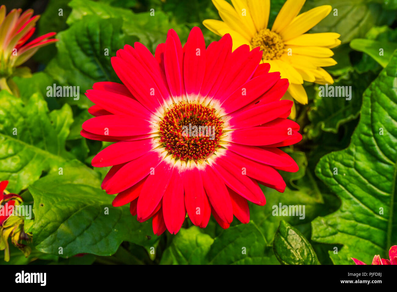 Gerbera Jamesoni Daisy Barberton rouge Fleur Perrenial Asterceae Banque D'Images
