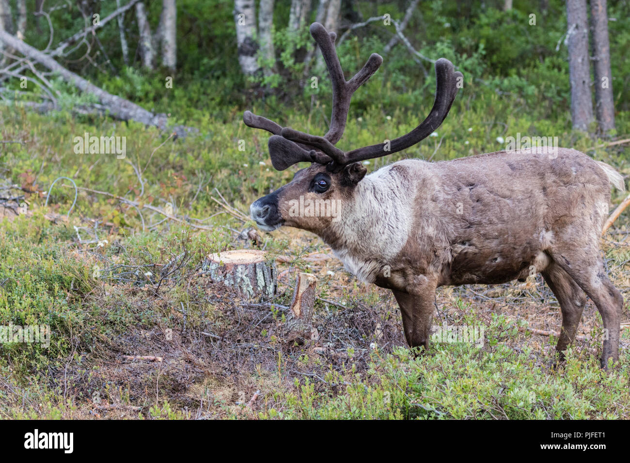 Renne, Rangifer tarandus balade en forêt, la présence de grandes ramures, Gällivare County, en Laponie suédoise, Suède Banque D'Images