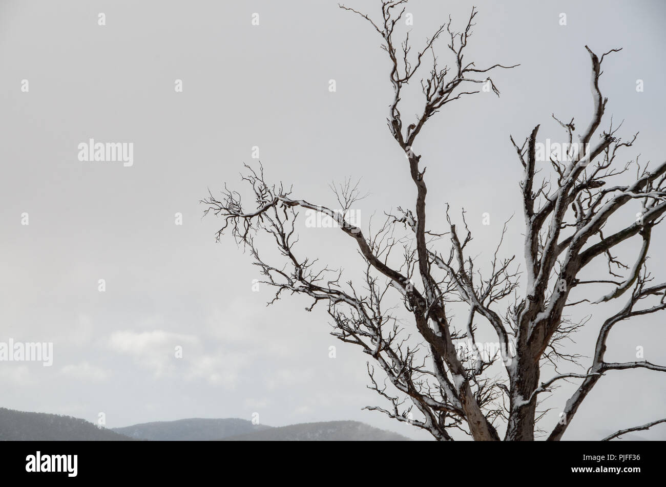 Arbre mort couvert de givre givre par temps couvert nuageux Banque D'Images
