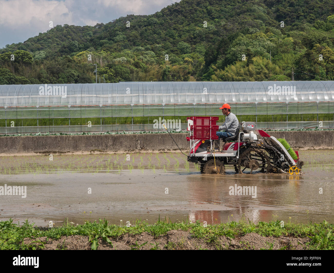 Le repiquage du riz dans les champs, printemps, Ehime, Shikoku, Japon Banque D'Images