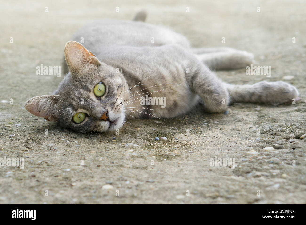 Chat Gris Avec Des Yeux Vert étendu Sur Le Béton Banque D