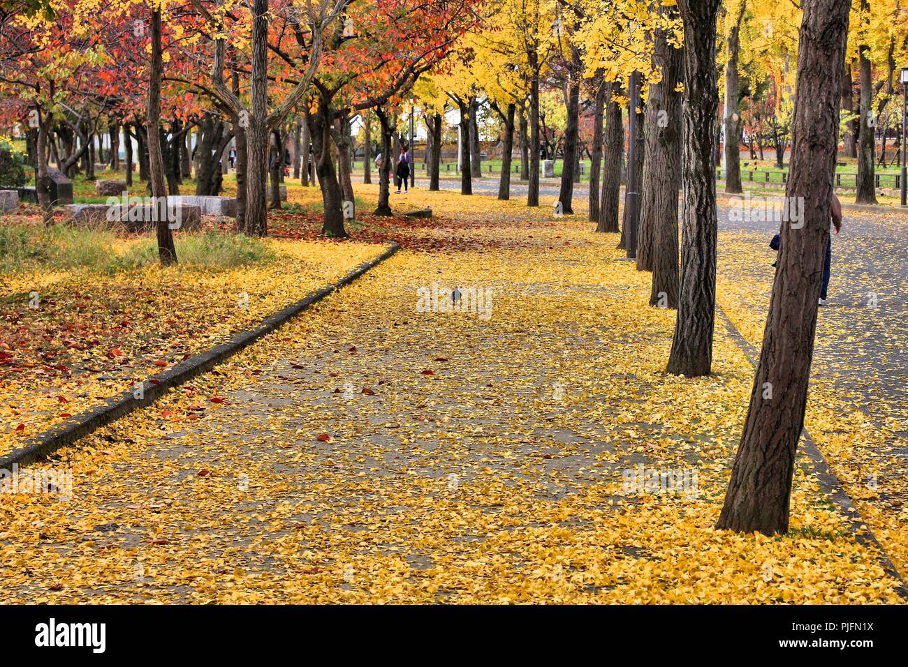 Les arbres de ginkgo les feuilles d'automne dans le parc du château d'Osaka, au Japon. Banque D'Images
