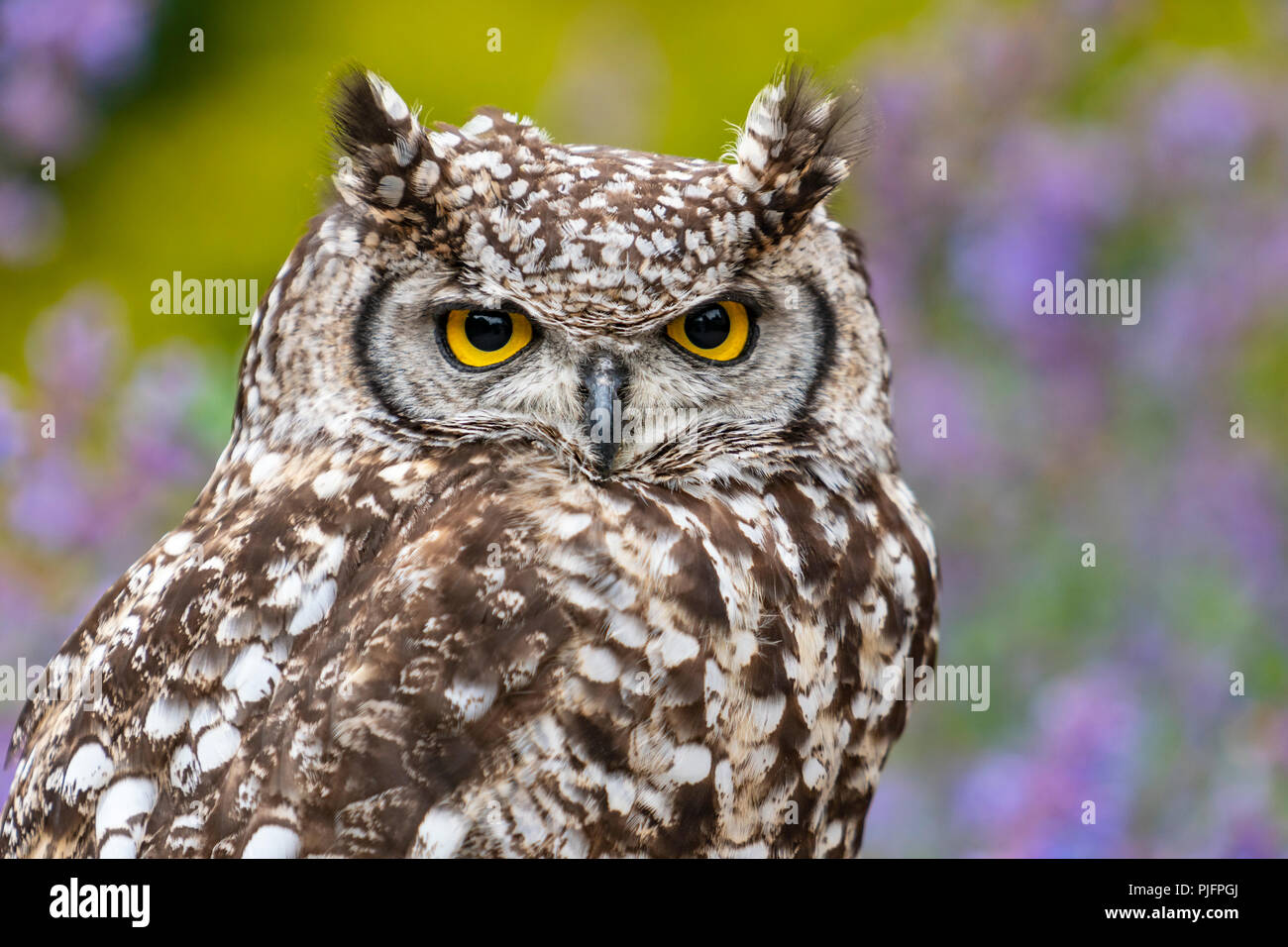 Spotted Eagle Owl africaine sur l'affichage Banque D'Images