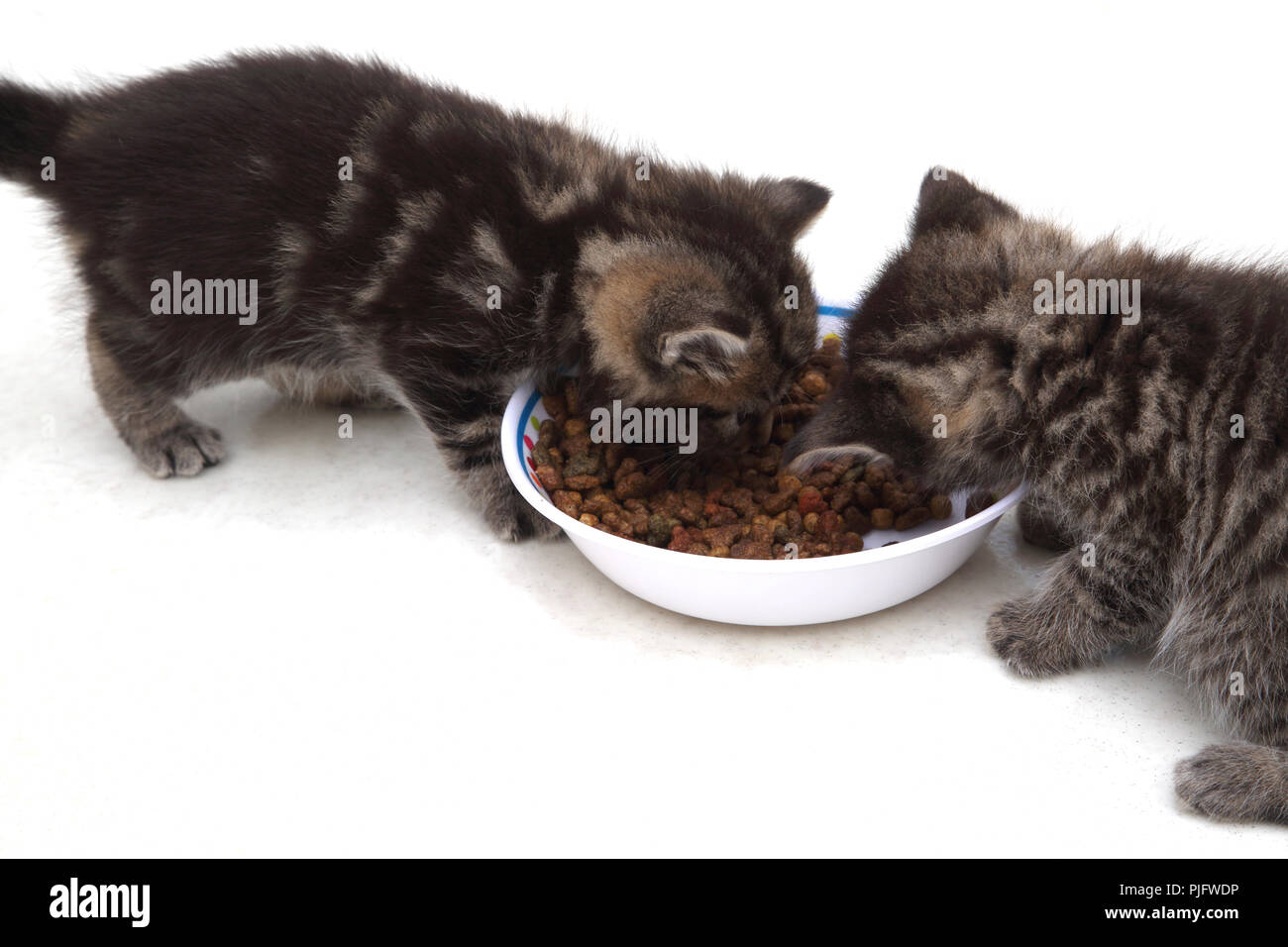 Deux Chatons Tabby de manger les aliments séchés d'un bol Banque D'Images