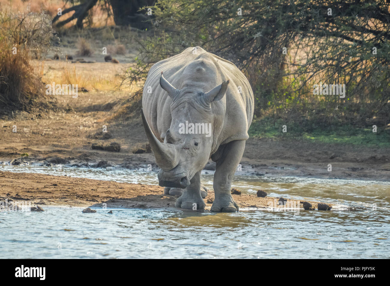 Un mignon homme rhinocéros blanc rhinocéros bull ou de l'eau potable à partir d'un barrage dans le parc Kruger safari Banque D'Images