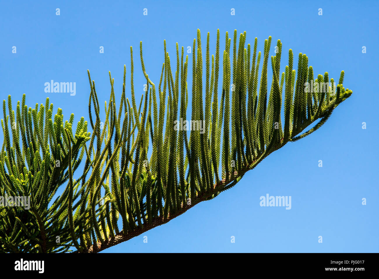 Araucaria heterophylla - Île Norfolk Pine Tree Banque D'Images