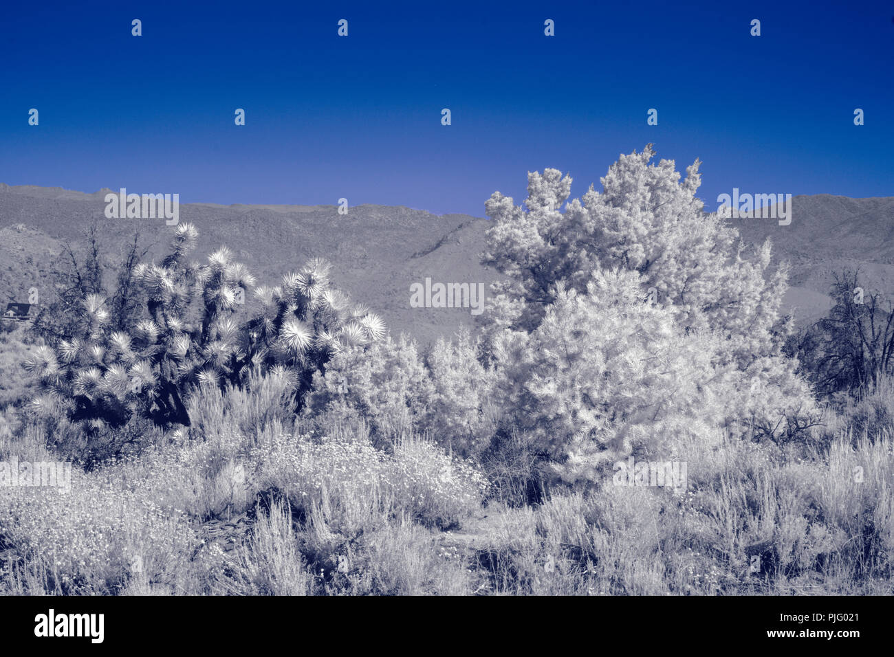 Un froid matin d'hiver glacial à le désert de Mojave avec cactus et buissons blancs sous un ciel bleu. Noir et blanc avec une seule couleur. Banque D'Images