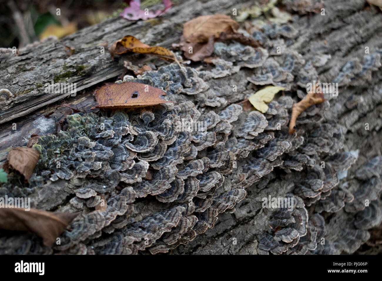 La Turquie Queue Coriolus versicolor champignons poussant sur le bois. Champignons saprophytes utilisé pour combattre le cancer et de renforcer le système immunitaire. Super aliments naturels. Banque D'Images