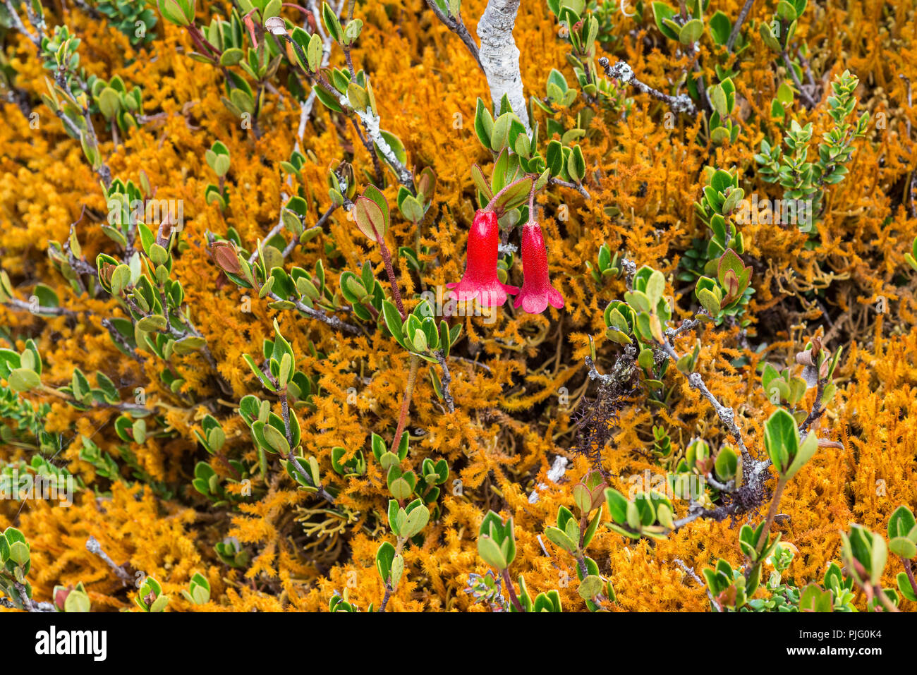 Végétation colorée dans les hauts plateaux de Papouasie, Indonésie. Banque D'Images