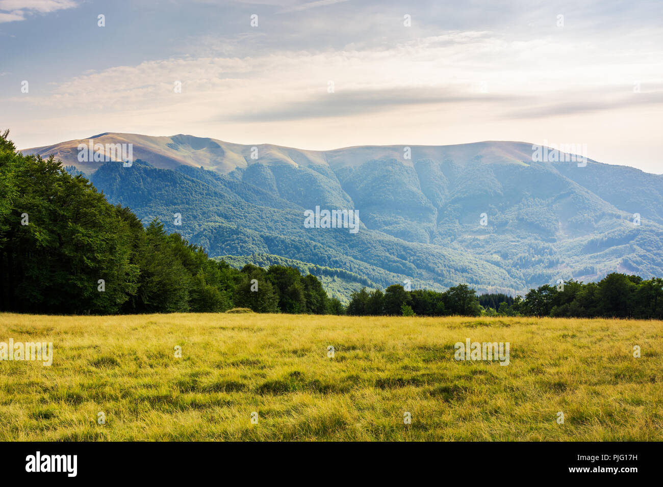 Alpine grassy glade parmi la forêt de hêtres en montagnes. de beaux paysages au crépuscule. merveilleuse nature background Banque D'Images