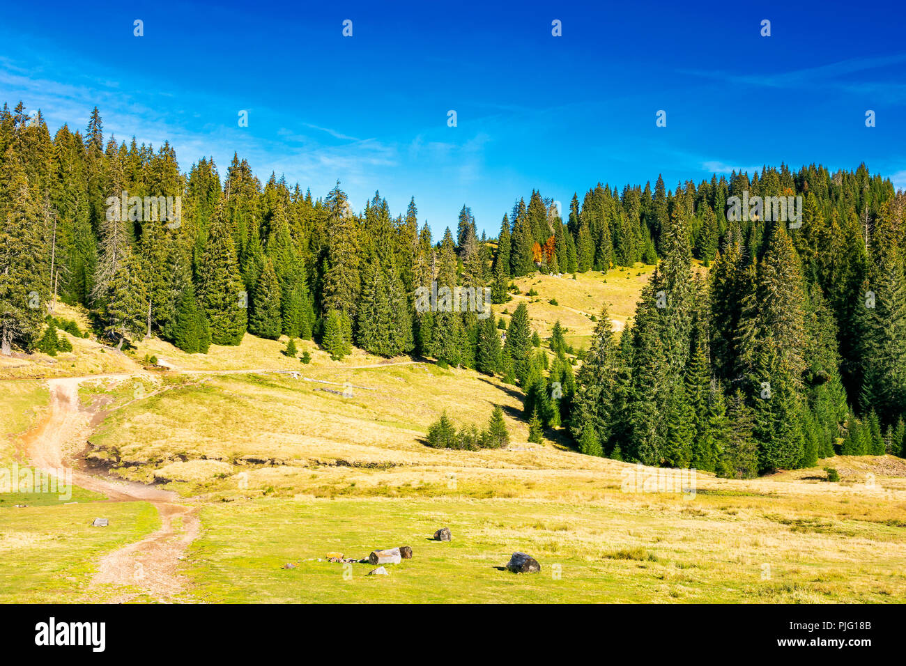 En chemin vers l'ancienne pessière. Belle scène du Parc Naturel Apuseni en Roumanie Banque D'Images