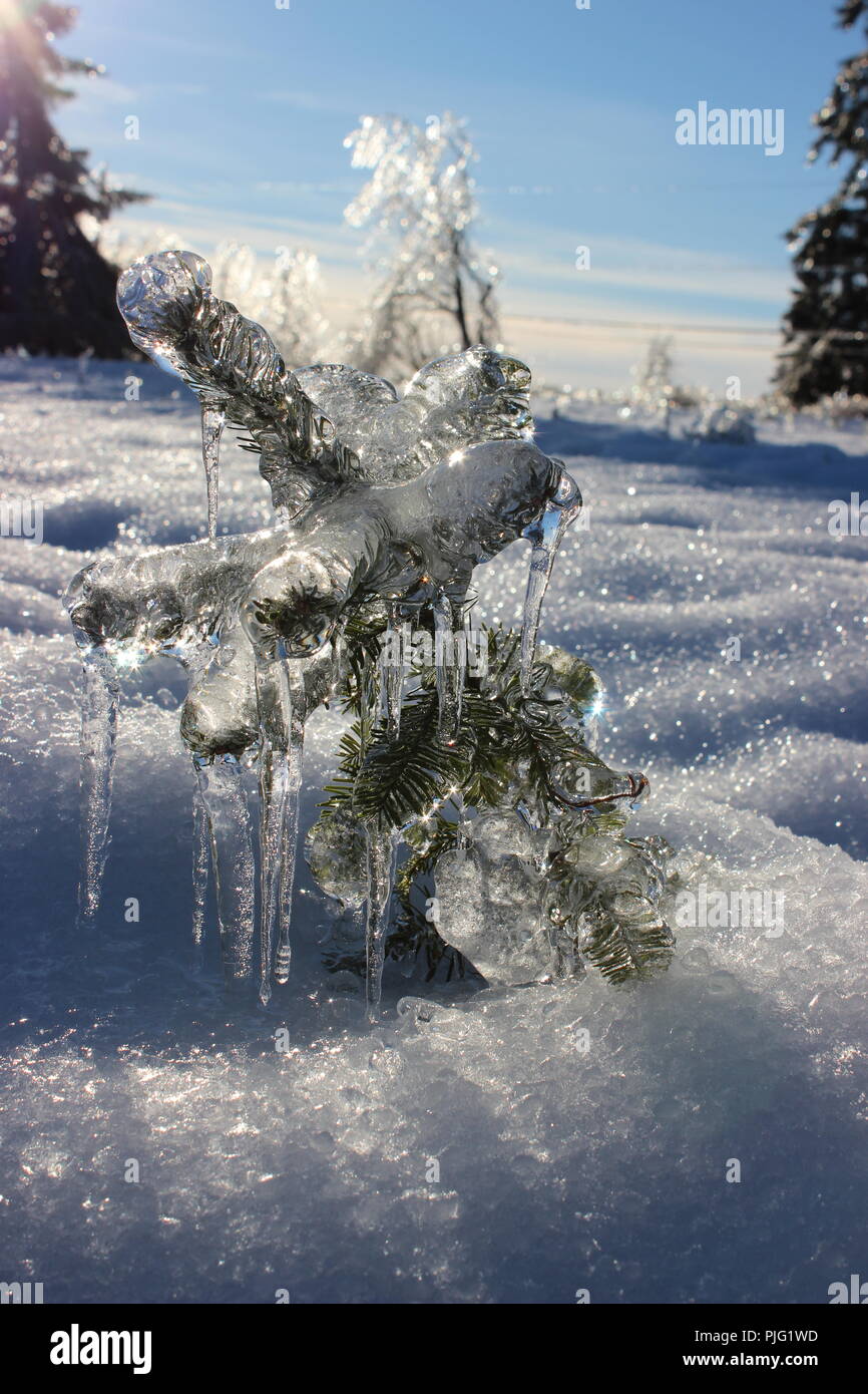 Couché dans la glace de l'arbre de Noël Banque D'Images