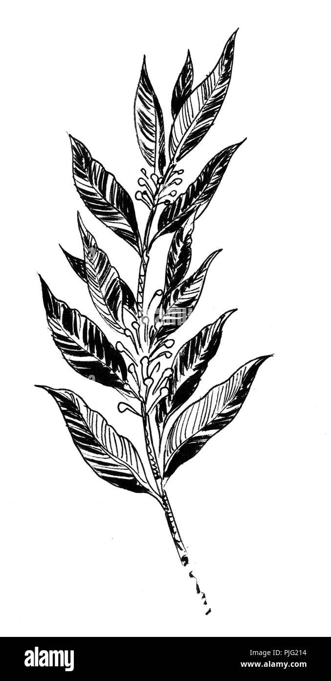 Laurier-usine. Illustration noir et blanc Encre Banque D'Images