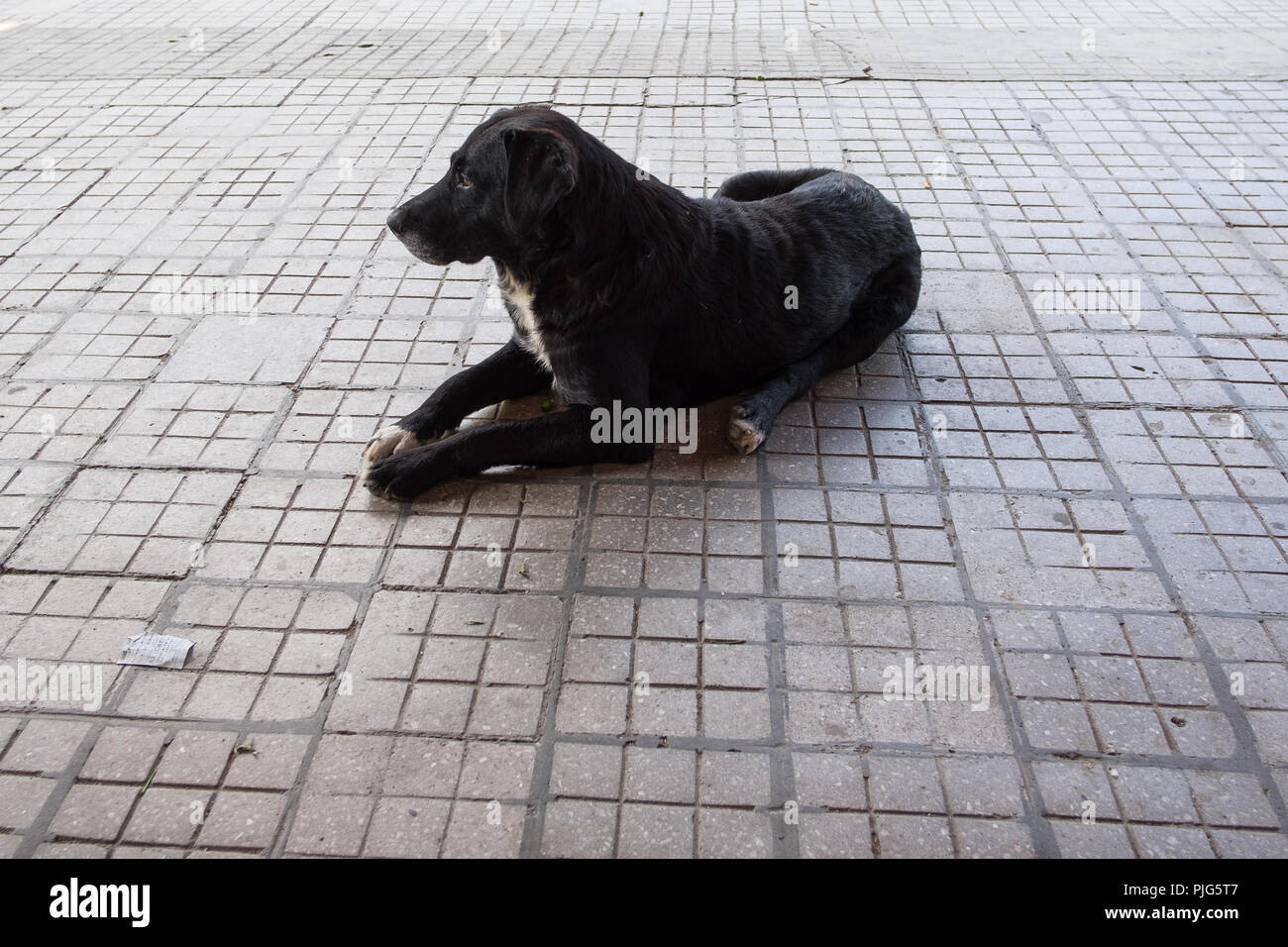Triste chien noir au repos. Banque D'Images