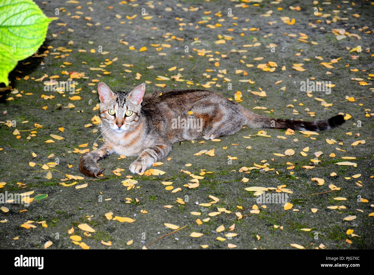 Un chat avec une souris morte Banque D'Images