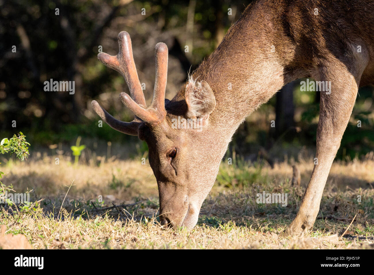 Rusa deer buck adultes Timor Oriental, Cervus timorensis, en velours sur Rinca Island, Indonésie Banque D'Images