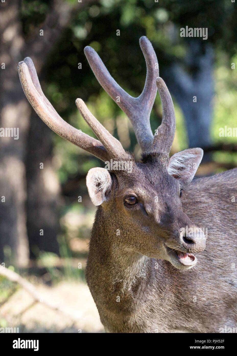 Rusa deer buck adultes Timor Oriental, Cervus timorensis, en velours sur Rinca Island, Indonésie Banque D'Images