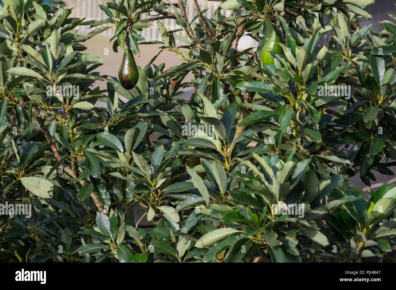 Avocatier, avocat mûr sur l'arbre, cette plante cultivée dans les régions tropicales Banque D'Images