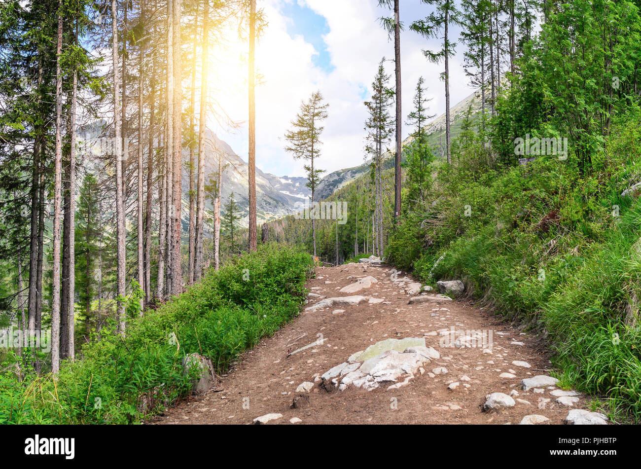 Sentier de forêt dans les montagnes. Belle vue. Banque D'Images